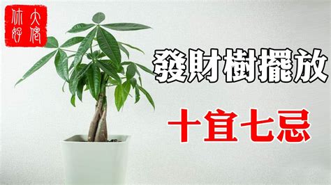 台灣銀行水單 發財樹種類